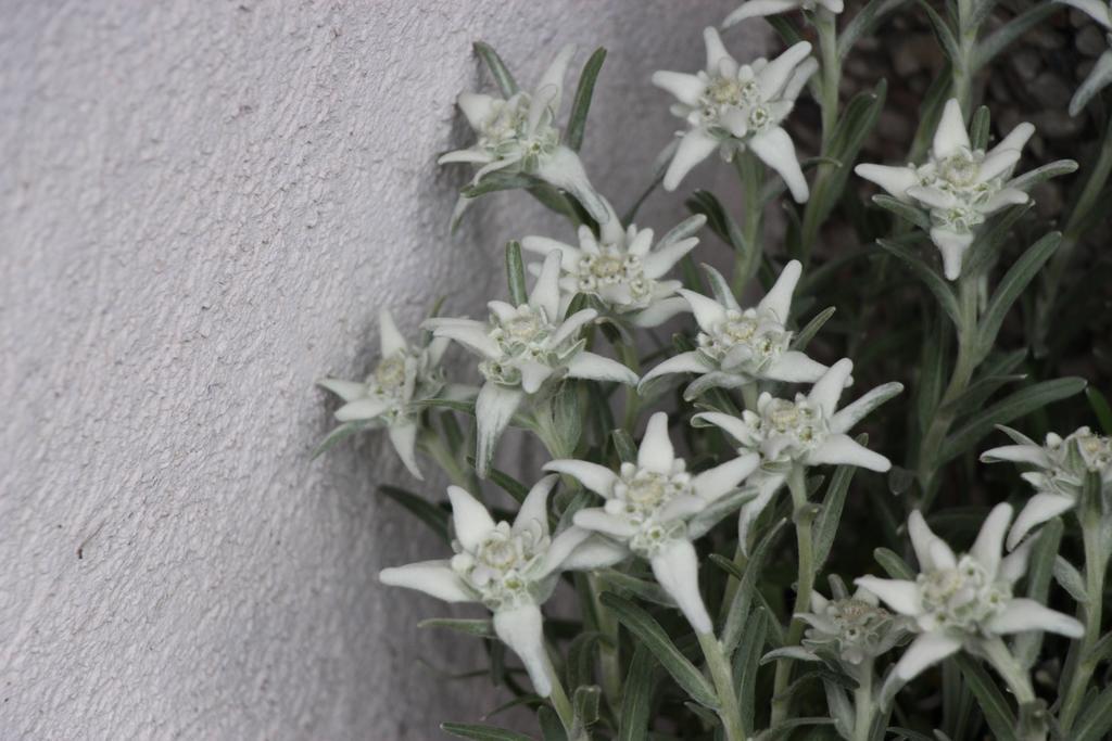 סאס פה Apartments Bergrose מראה חיצוני תמונה
